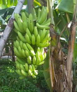 tanaman bibit buah pisang cavendish okulasi cepat berbuah Sumatra Utara
