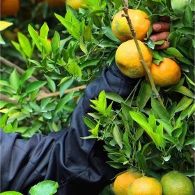 tanaman bibit jeruk keprok batu 55 best of the best yang diraih oleh jeruk manis keprok batu 55 Makassar