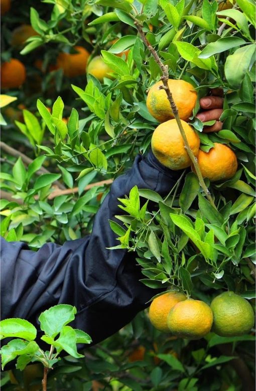tanaman bibit jeruk keprok batu 55 best of the best yang diraih oleh jeruk manis keprok batu 55 Makassar