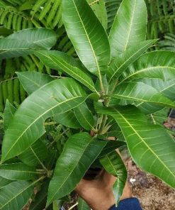 tanaman buah bibit benih mangga aromanis arumanis harumanis simanalagi mangga madu Sulawesi Selatan