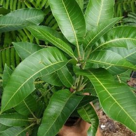 tanaman buah bibit benih mangga aromanis arumanis harumanis simanalagi mangga madu Sulawesi Selatan