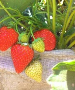 tanaman buah bibit strawberry earlybrate buahnya besar dan keras tidak mudah busuk beli 15 gratis 1 Sulawesi Selatan