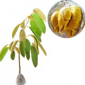 tanaman buah durian musangking Aceh