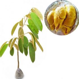 tanaman buah durian musangking Jawa Barat