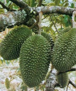 tanaman buah durian petruk Cimahi