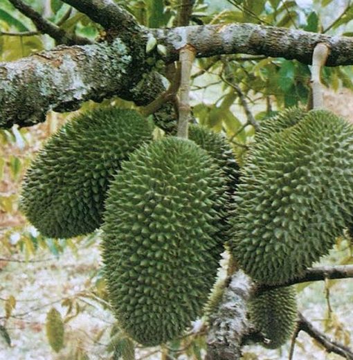 tanaman buah durian petruk Cimahi