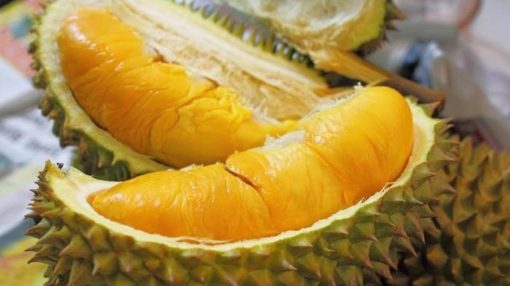 tanaman buah durian petruk Jawa Barat