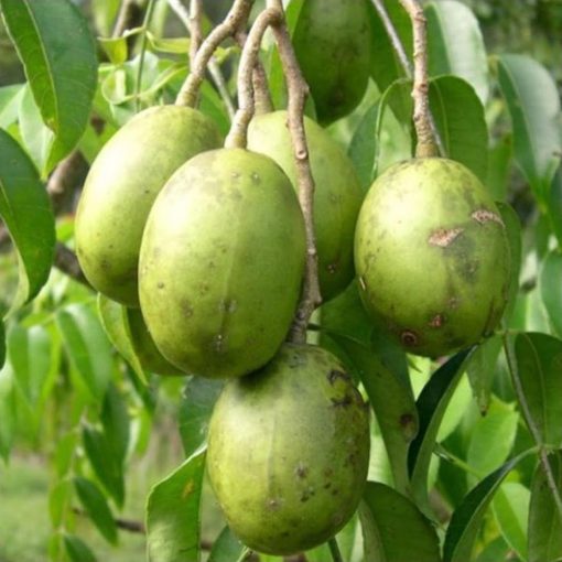 tanaman buah kedondong bangkok Lubuklinggau