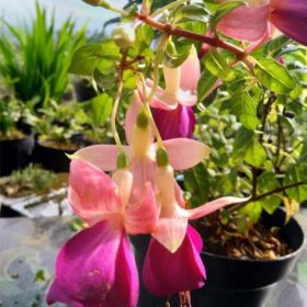 tanaman hias bunga anting india 3 warna violet putih salju merah putih Jawa Timur