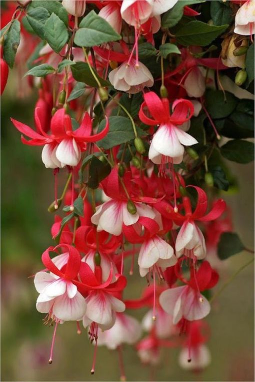 tanaman hias bunga anting india 3 warna violet putih salju merah putih Tasikmalaya