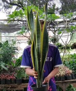 tanaman hias sansivera satu meter lidah mertua tinggi 1 meter Manado