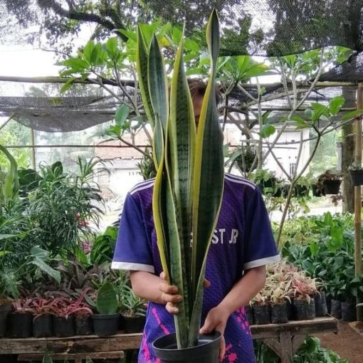 tanaman hias sansivera satu meter lidah mertua tinggi 1 meter Manado