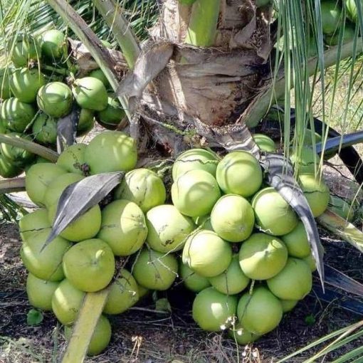 tanaman kelapa genjah entok Sulawesi Utara