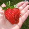 terlaris bibit benih seeds fruit strawberry giant biji buah strawberi asli Daerah Istimewa Yogyakarta
