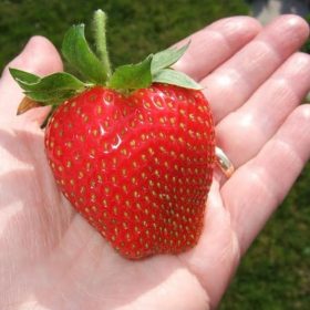 terlaris bibit benih seeds fruit strawberry giant biji buah strawberi asli Daerah Istimewa Yogyakarta