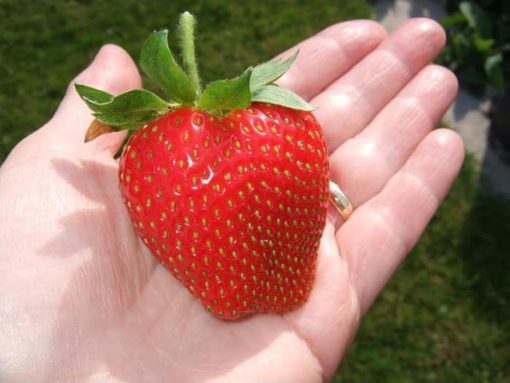terlaris bibit benih seeds fruit strawberry giant biji buah strawberi asli Daerah Istimewa Yogyakarta