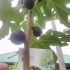 terlaris bibit cangkok pohon buah fig tin ara jenis negrone super Sumatra Utara