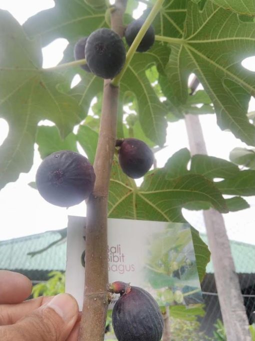 terlaris bibit cangkok pohon buah fig tin ara jenis negrone super Sumatra Utara