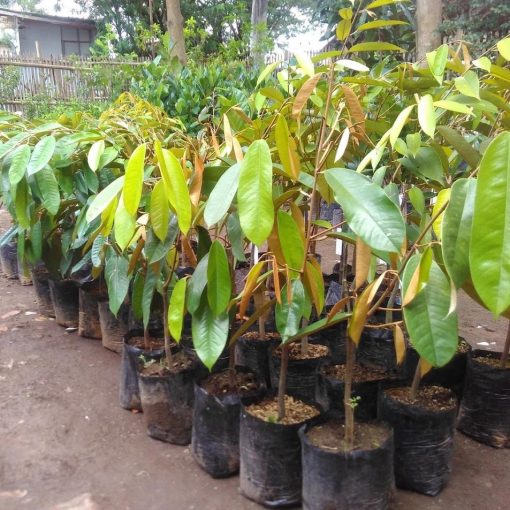 terlaris bibit durian montong super istimewa bibit hasil okulasi cepat berbuah Kalimantan Timur