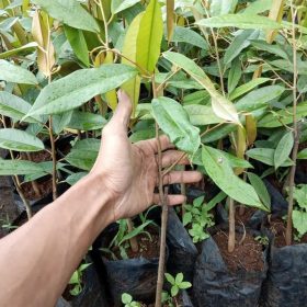 terlaris bibit durian montong super istimewa bibit hasil okulasi cepat berbuah Pasuruan