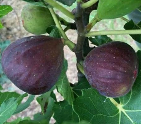 terlaris termurah bibit pohon tin ara jenis blackgenoa super Kota Administrasi Jakarta Pusat