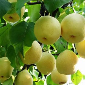unggulan bibit tanaman buah pear nashi 60cm original Maluku