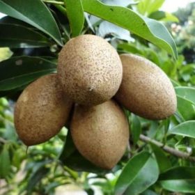 v1c bibit tanaman buah sawo manila Probolinggo