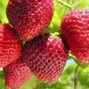 x3na bibit strawberry giant bibit buah tanaman Maluku