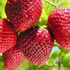 x3na bibit strawberry giant bibit buah tanaman Maluku