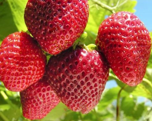 x3na bibit strawberry giant bibit buah tanaman Maluku